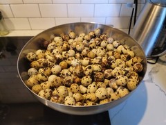 12 Fertile Coturnix Quail Hatching Eggs