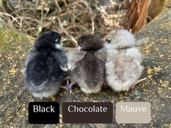 (6) Mauve and Chocolate Ameraucana Hatching Eggs – Possible Mottled Split!