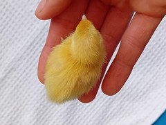25+ Assorted Coturnix Fertile Quail Hatching Eggs – Variety Of Color