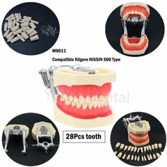 For Kilgore Nissin 200 500Typ Dental Teeth Model Removable Teeth Replacement Set