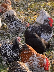 Bantam Cochin SMOOTH & FRIZZLE included 6 of each NPIP (12+ total) MIXED ORDER