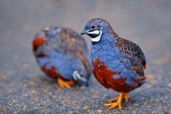 6 Mystery Pack Exotic Button Quail Hatching Eggs Chinese Painted + Rare Colors
