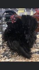 9 + 3 SQ Fresh Serama Hatching Eggs Splash Blue Black Chocolate Mottled! NPIP