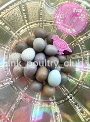 12 Exotic Rare Button Quail Hatching Eggs Colors extras included