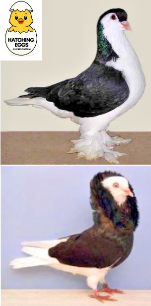 3 FERTILE MULTI COLOR MIX PIGEONS LAHORE & CAPUCHINE PIGEON HATCHING EGGS USPS