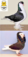 3 FERTILE MULTI COLOR MIX PIGEONS LAHORE & CAPUCHINE PIGEON HATCHING EGGS USPS