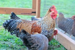 10+ Fertile Chicken Hatching Eggs Brahma Camani Serama Legbar Marans Owlbeard