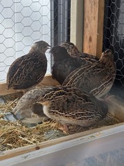 54 Eggs,Live Quail Chicks Mixed Colors – Quail Poultry Type, Live Bird,