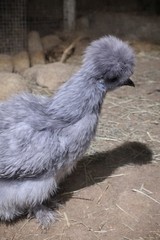 6 Pure Fancy & Rare Cross Chicken Hatching Eggs