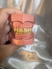 Nissin G.O.F.A. Typodont Natural Study Model D-2501 for Dentistry Lab