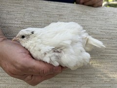 100 ++ Fertile Jumbo Multi Color Coturnix Quail Hatching Eggs