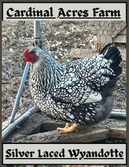 12 + 2 Silver Laced Wyandotte Fertile Hatching Eggs