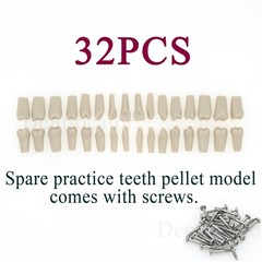 Columbia Dentoform 860 Dental Typodont Mounting Pole With 32pcs Removable Teeth