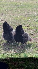 6 English Orpington Hatching Eggs Rare & Unusual Colors*new Pics *