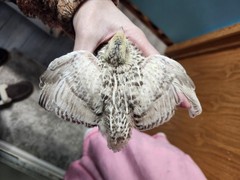 20 RARE Pansy & Sparkly 100% True Blue Celadon Coturnix Quail Hatching Eggs