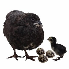 15+ RARE Dark and Stormy Coturnix Quail Hatching Eggs NPIP AI Free