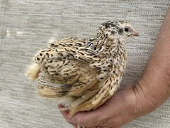 60++ Fertile Jumbo Multi Color Coturnix Quail Hatching Eggs