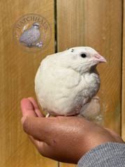 12 RARE COLORS Celadon Coturnix quail hatching blue eggs – 1 dozen mixed variety