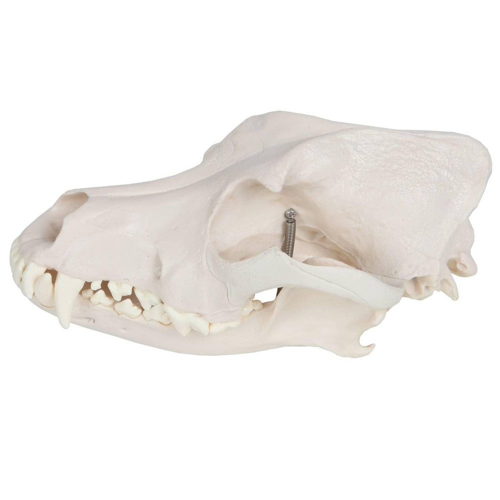 Medical Anatomical Canine (Dog) Skull Model, Life Size