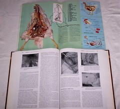 Current Veterinary Therapy: Food Animal Practice & Salsbury Poultry Diseases LOT