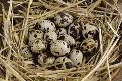24+ Fertile Coturnix Quail Hatching Eggs – Farm Fresh – Speckled Brown