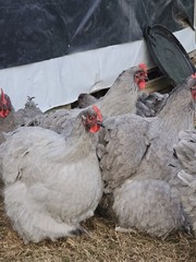 8+ English Lavender Orpington Hatching Eggs