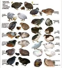 12 (+3EXT) ❤️LORE FARMS Button Quail Hatching Eggs Chinese Painted SPECIAL RARE