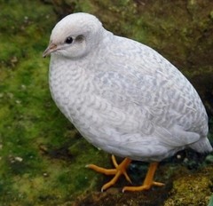 25 SILVER Pearls BUTTON QUAIL EGGS Shipping USPS PRIORTY READ ALL