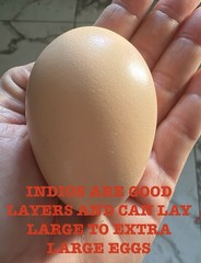 15+ Indio Gigante Hatching Eggs. Brazil NPIP ~ AI. TALLEST CHICKEN IN WORLD 🌎