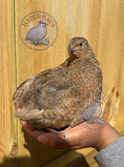 24 JUMBOS RARE COLORS Coturnix Quail Hatching eggs – assorted colors variety