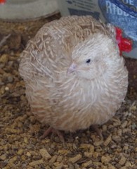 12+ Coturnix Quail Hatching Eggs, Fun Colors, NPIP, Free Shipping