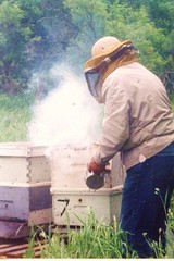 2 POUNDS SMOKER FUEL HONEY BEE KEEPING BEES HIVE SMOKE NATURAL PINE NEEDLES 2 lb