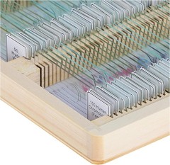 44412 Prepared Microscope Slides, Pack of 100