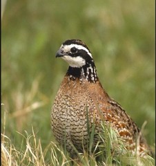 60+ Northern Bobwhite Quail Hatching Eggs! NPIP Certified- AI clean. $60.00
