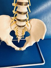 Vintage SOMSO Flexible Human Spine Model with Pelvis – Made in West Germany