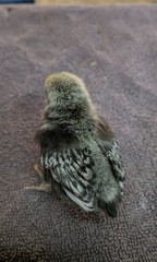 10+2 Silver & Golden Sebrights 100% Pure Fertile Hatching Eggs E/S: February