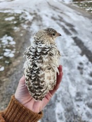 20 RARE Pansy & Sparkly 100% True Blue Celadon Coturnix Quail Hatching Eggs