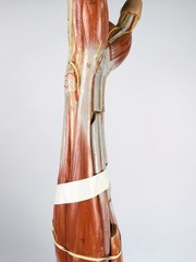 Vtg Anatomical Somso Muscle Arm Model with Shoulder Girdle (B)