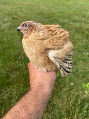 12 + Jumbo Pharoah Coturnix ,Jumbo Italian, white Quail Hatching Eggs