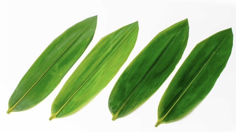 Lot of 2 Packs Fresh Vacuum Sealed Bamboo Leaves 200 Ct Each (400 Total Pieces)