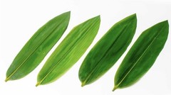 Lot of 2 Packs Fresh Vacuum Sealed Bamboo Leaves 200 Ct Each (400 Total Pieces)