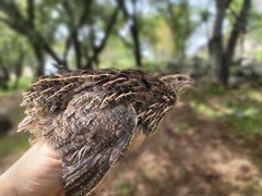 12 Fertile Coturnix Quail Hatching Eggs