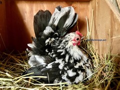 10+ Fertile Chicken Hatching Eggs Brahma Camani Serama Legbar Marans Owlbeard