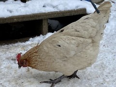 12 Fresh and Fertilized Barnyard Mix Rainbow Assortment Chicken Hatching Eggs!
