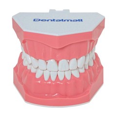 US Dental Teeth Typodont Model for Brushing Flossing Practice Teaching Study