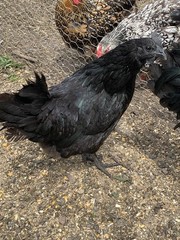 6 ayam cemani hatching Eggs/ 6 Silver Laced Wyandotte Hatching Eggs