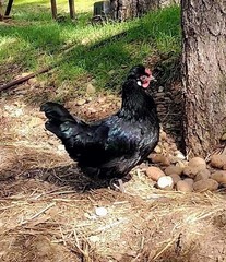 6 Pure Fancy & Rare Cross Chicken Hatching Eggs