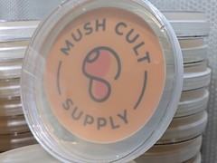 5x mushroom agar plates – sterile, pre-poured, w/ extra parafilm, MEA