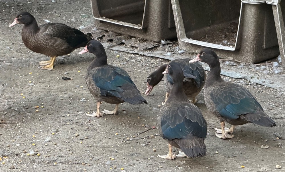 6 Fresh Muscovy duck eggs 3 Bronze 3 Black, for Hatching SHIPS 2 day FedEx