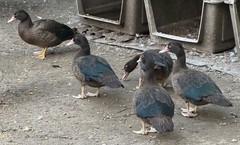6 Fresh Muscovy duck eggs 3 Bronze 3 Black, for Hatching SHIPS 2 day FedEx